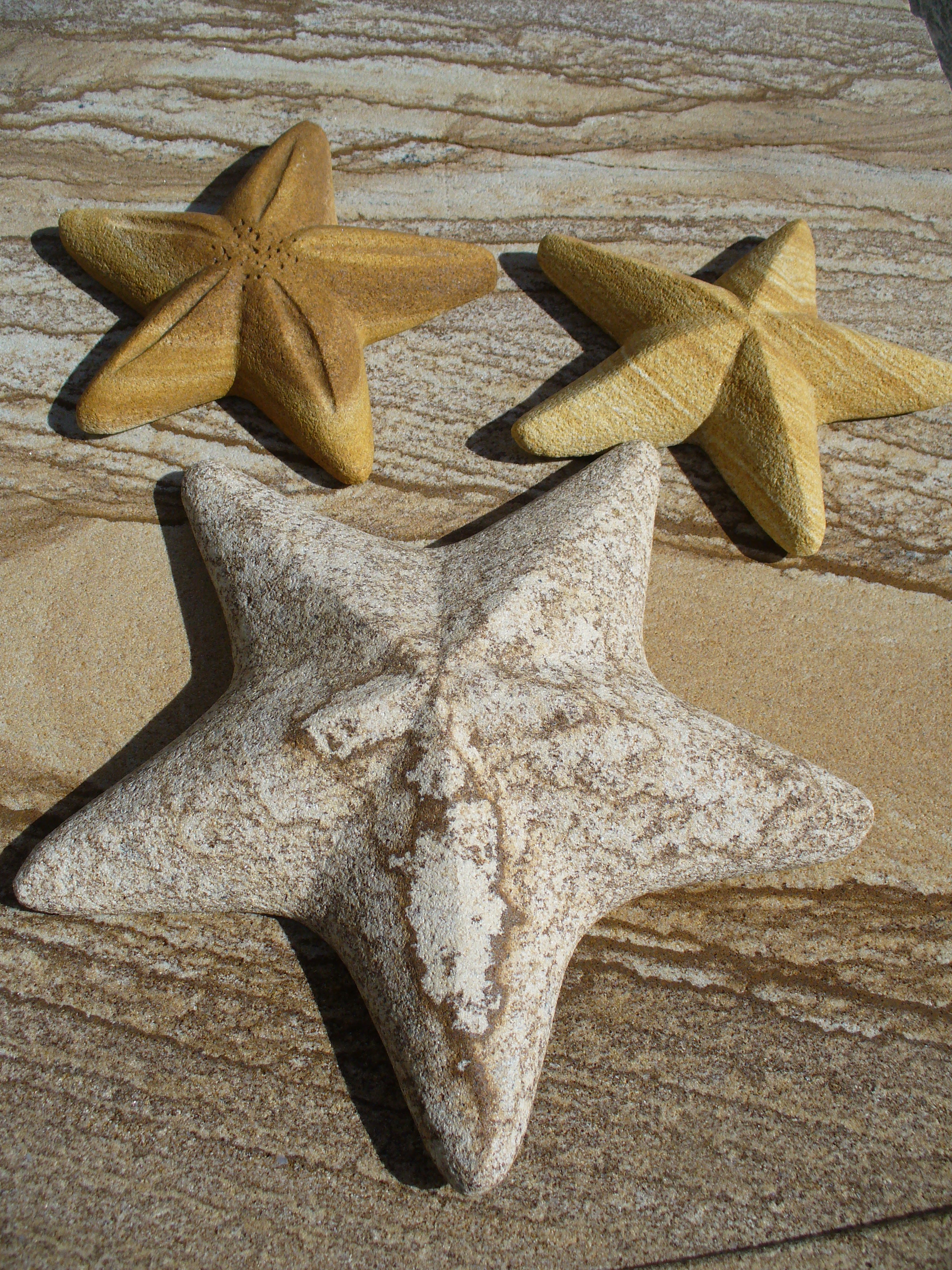 Sea Shells 8